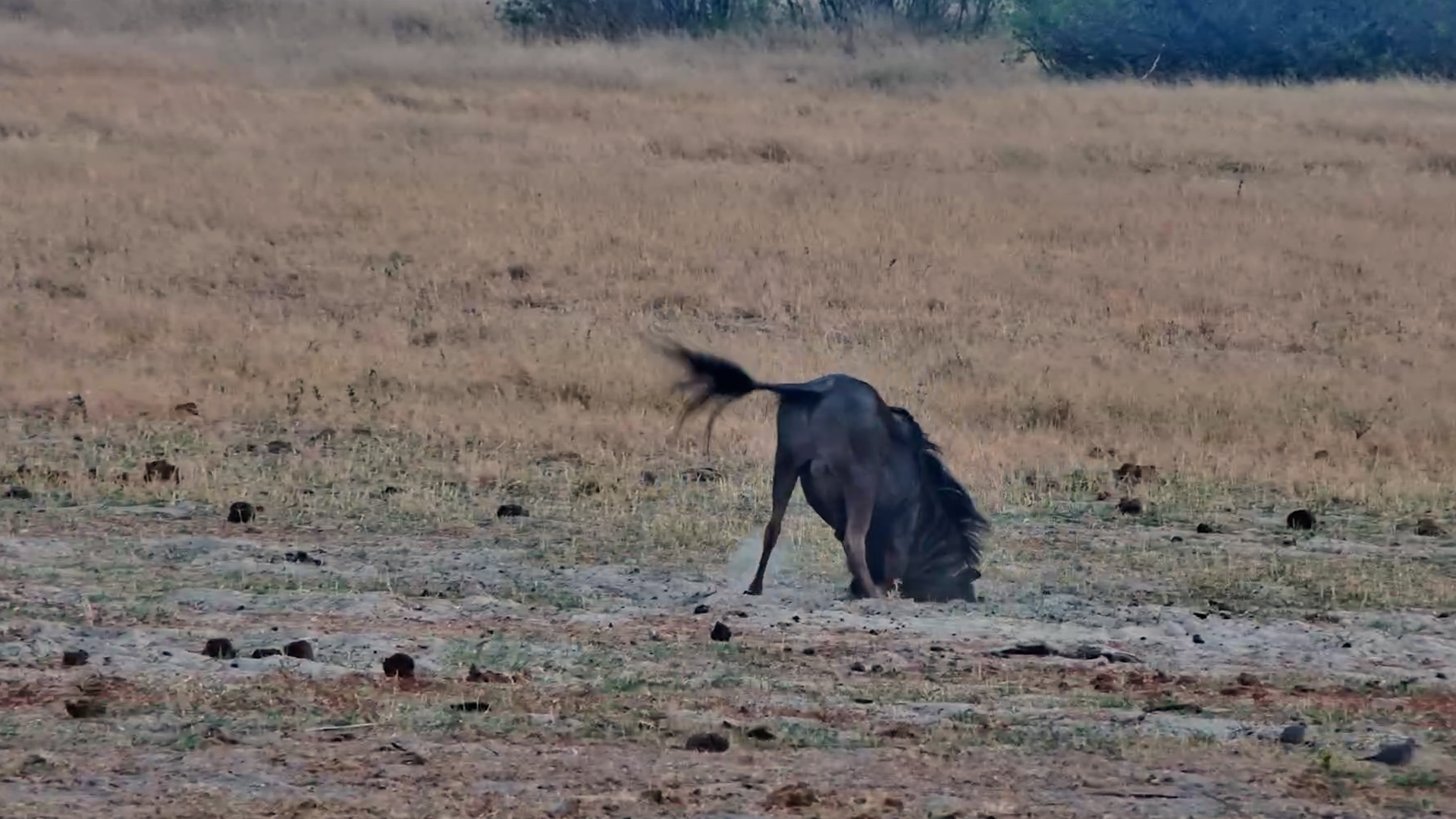 The Most Enthusiastic Dust Bath Ever