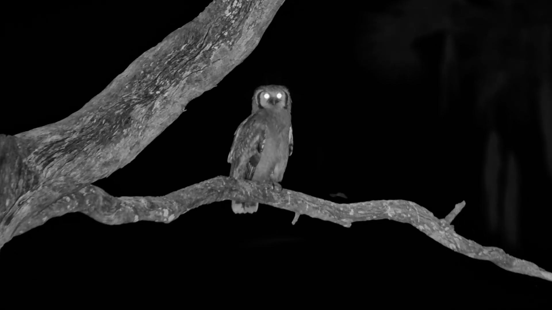 Bath Time for Africa's Largest Owl