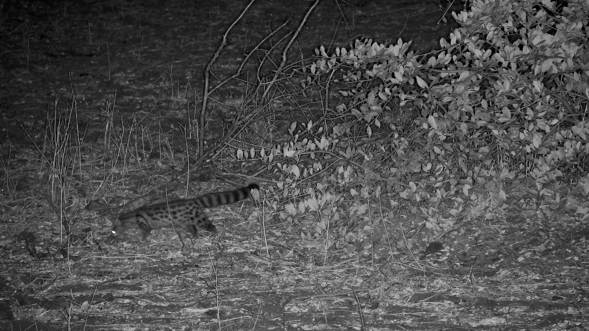 Large-Spotted Genet Forages at Night