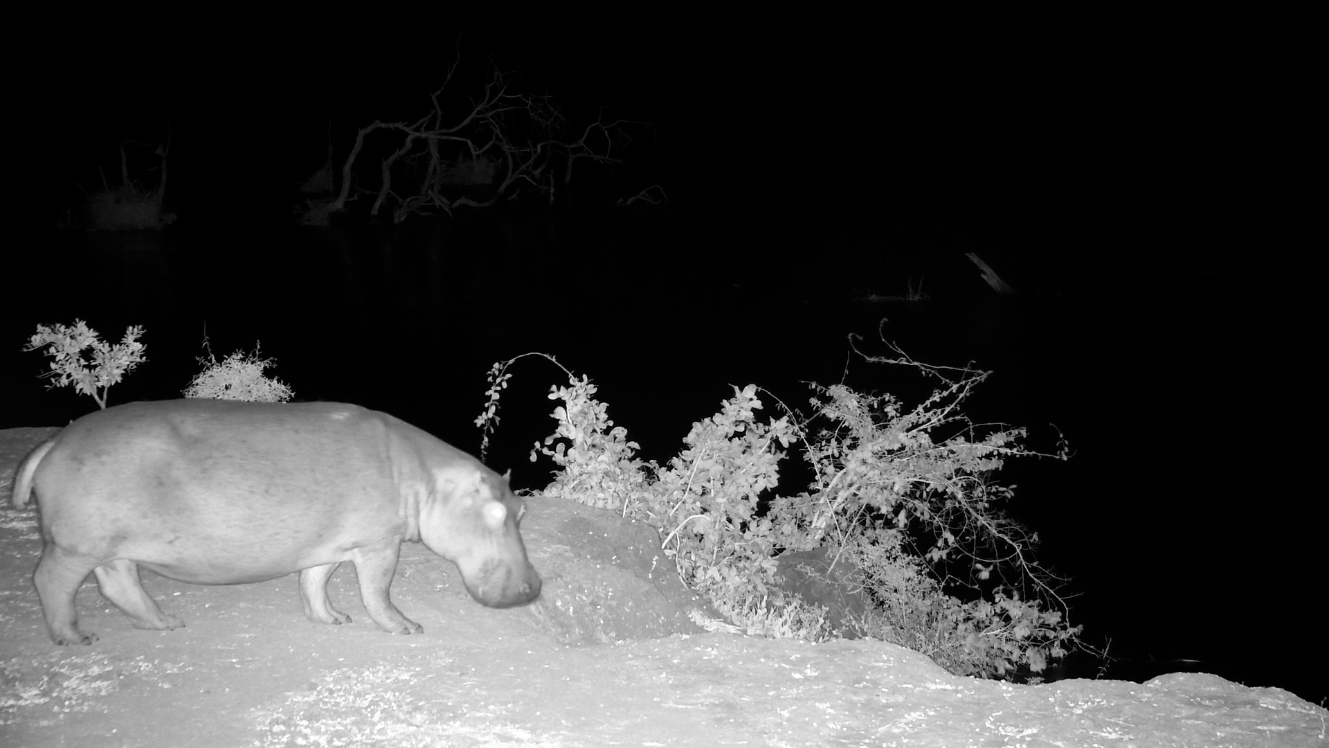 Hippo Returns to the Zambezi River at Night