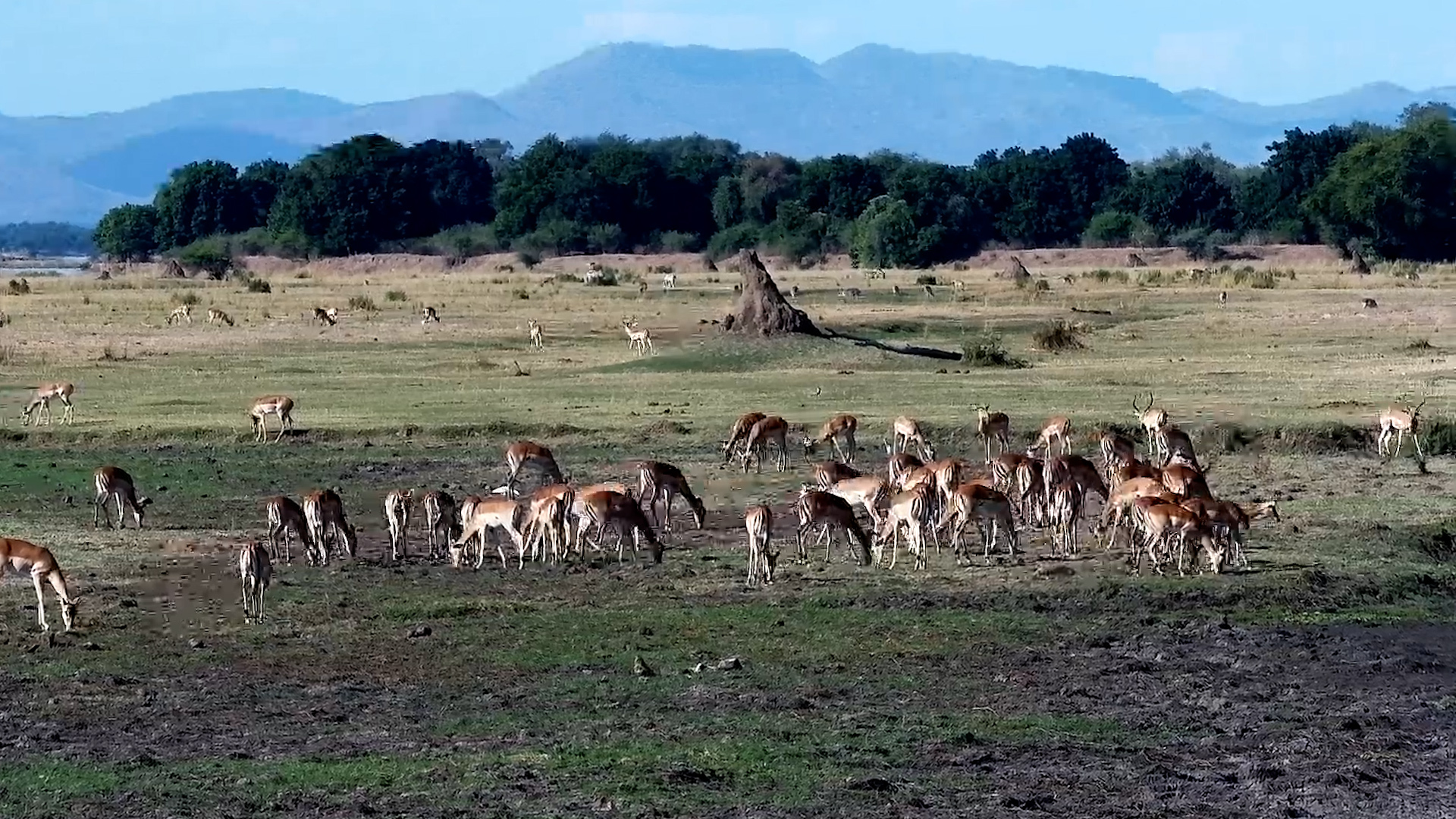 Peaceful Plains: Impala Herd on the Move