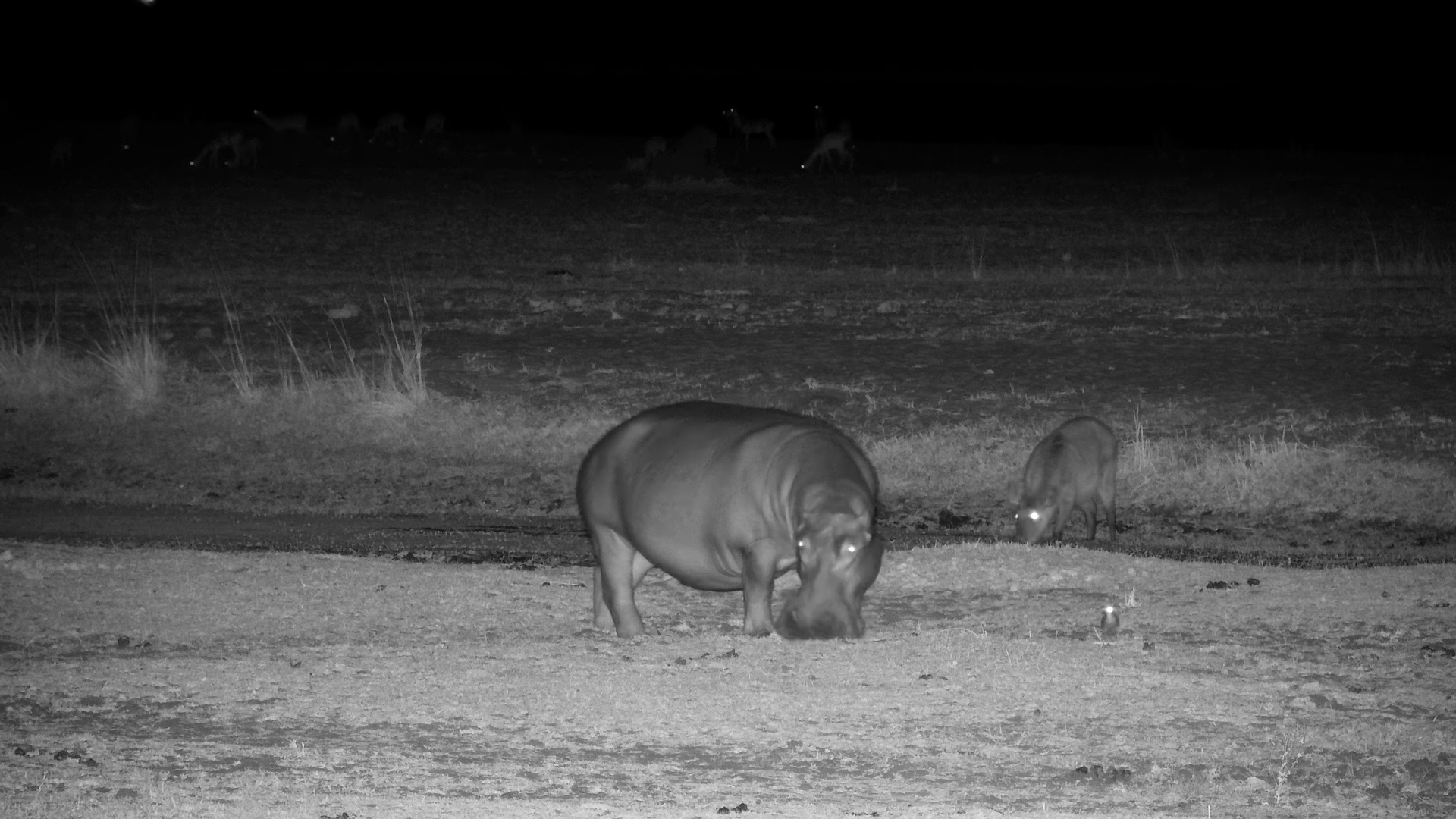 Hippo & Waterbuck Graze Together
