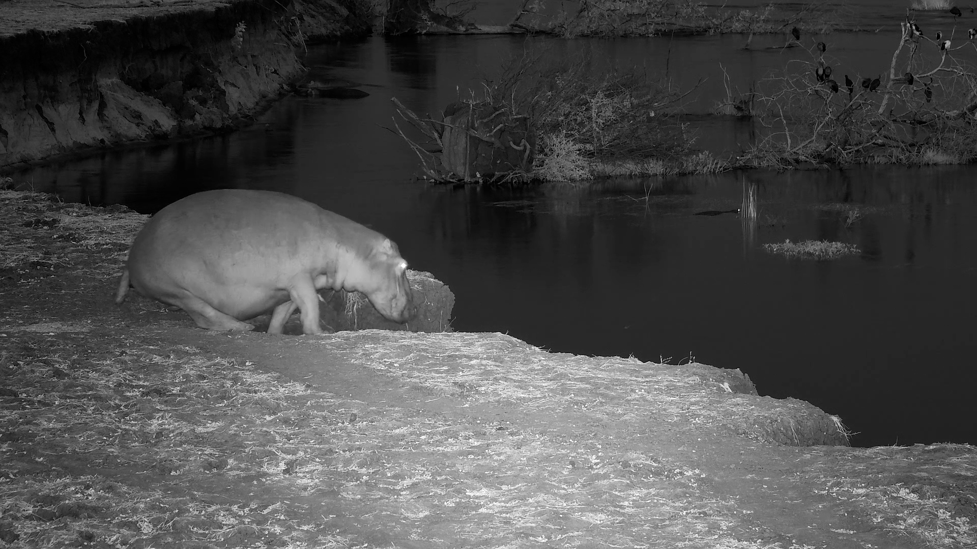 Slippery Slope! Hippo Battles Steep Bank in the Dark