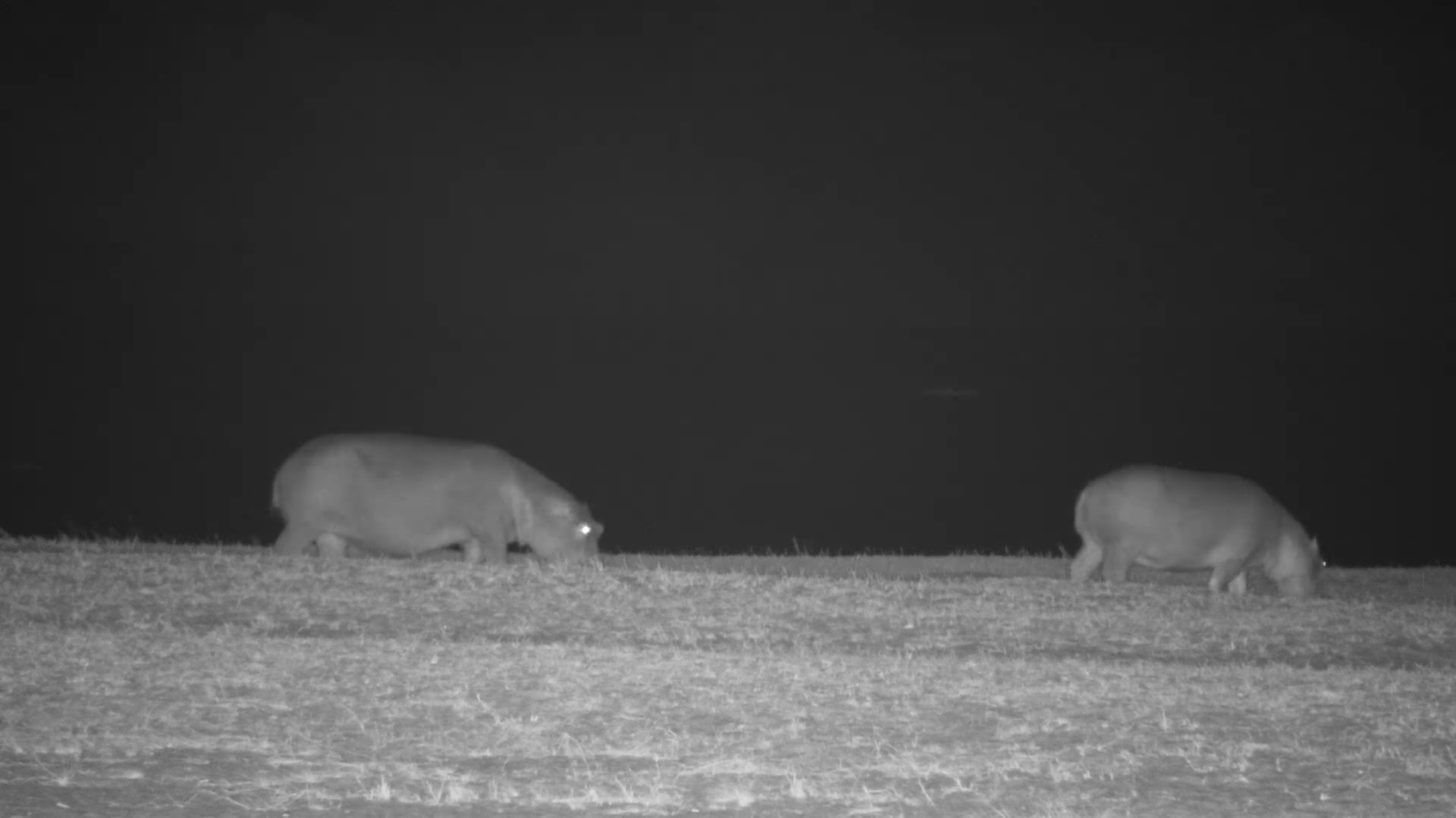 Hippos Rest After Night Grazing