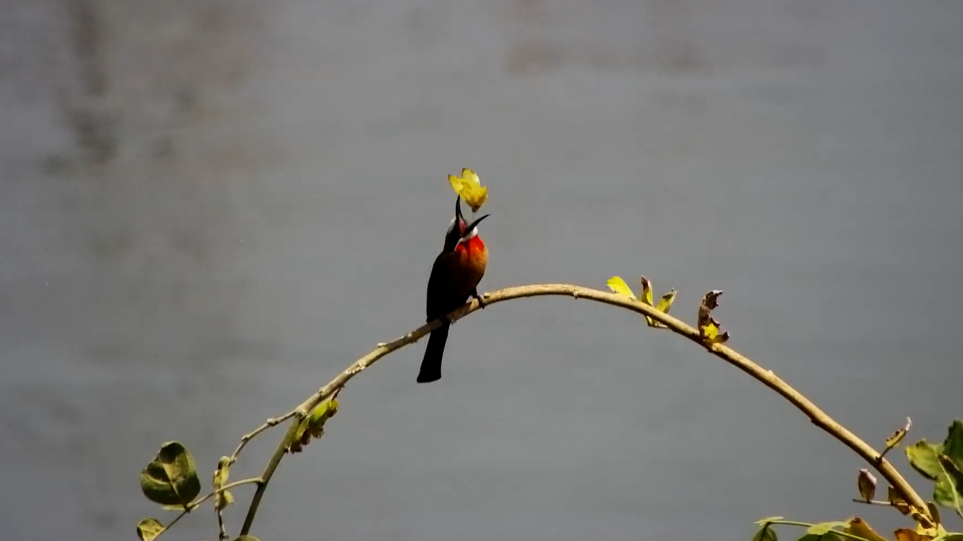 White-Fronted Bee-Eater Snags a Butterfly