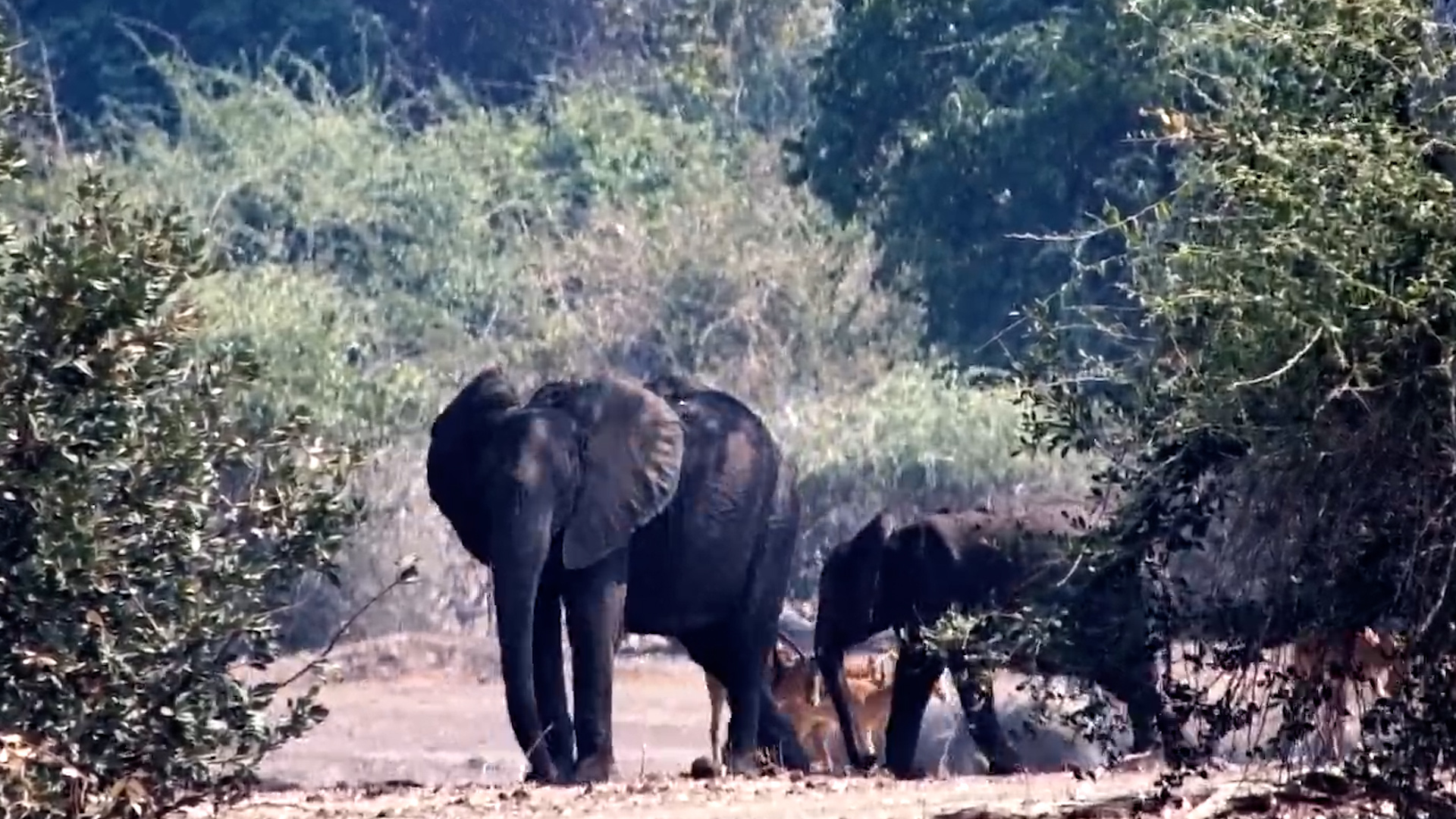 Elephant & Impala Share the Shade at Tembo Plains