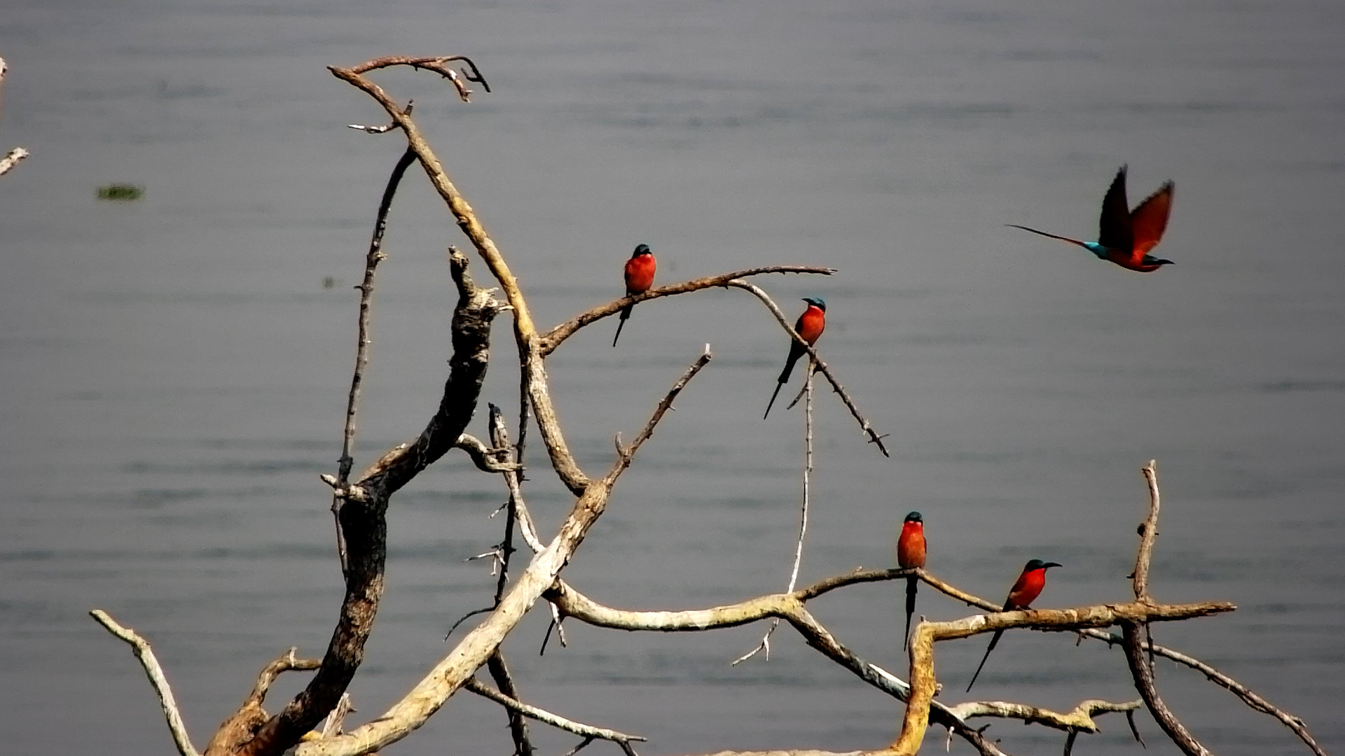 Carmine Bee-Eaters by the River at Tembo Plains
