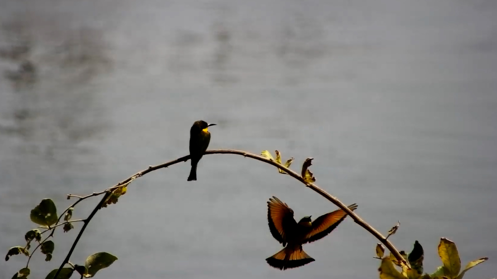 Little Bee-Eaters Dive for Dinner