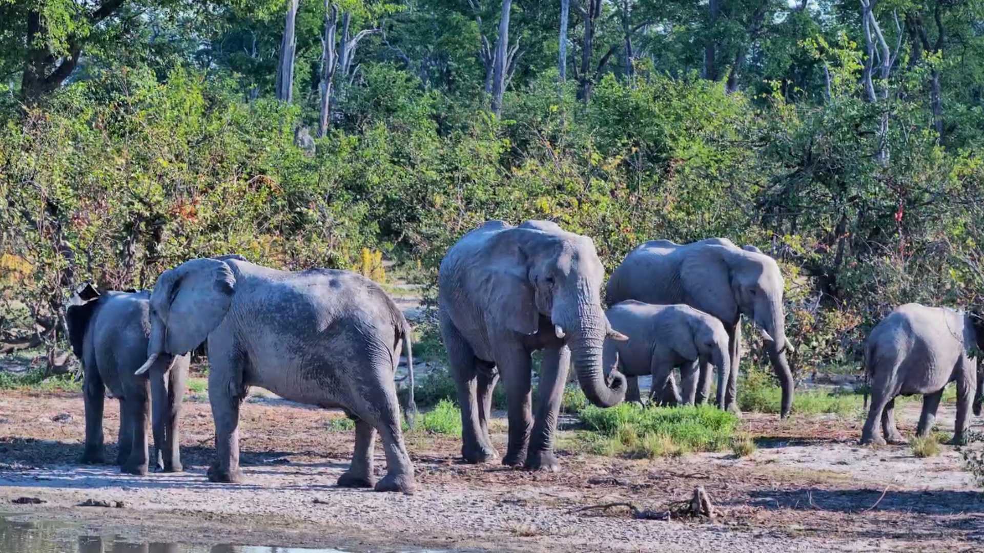 A Relaxed Afternoon With Elephants at Twin Pan