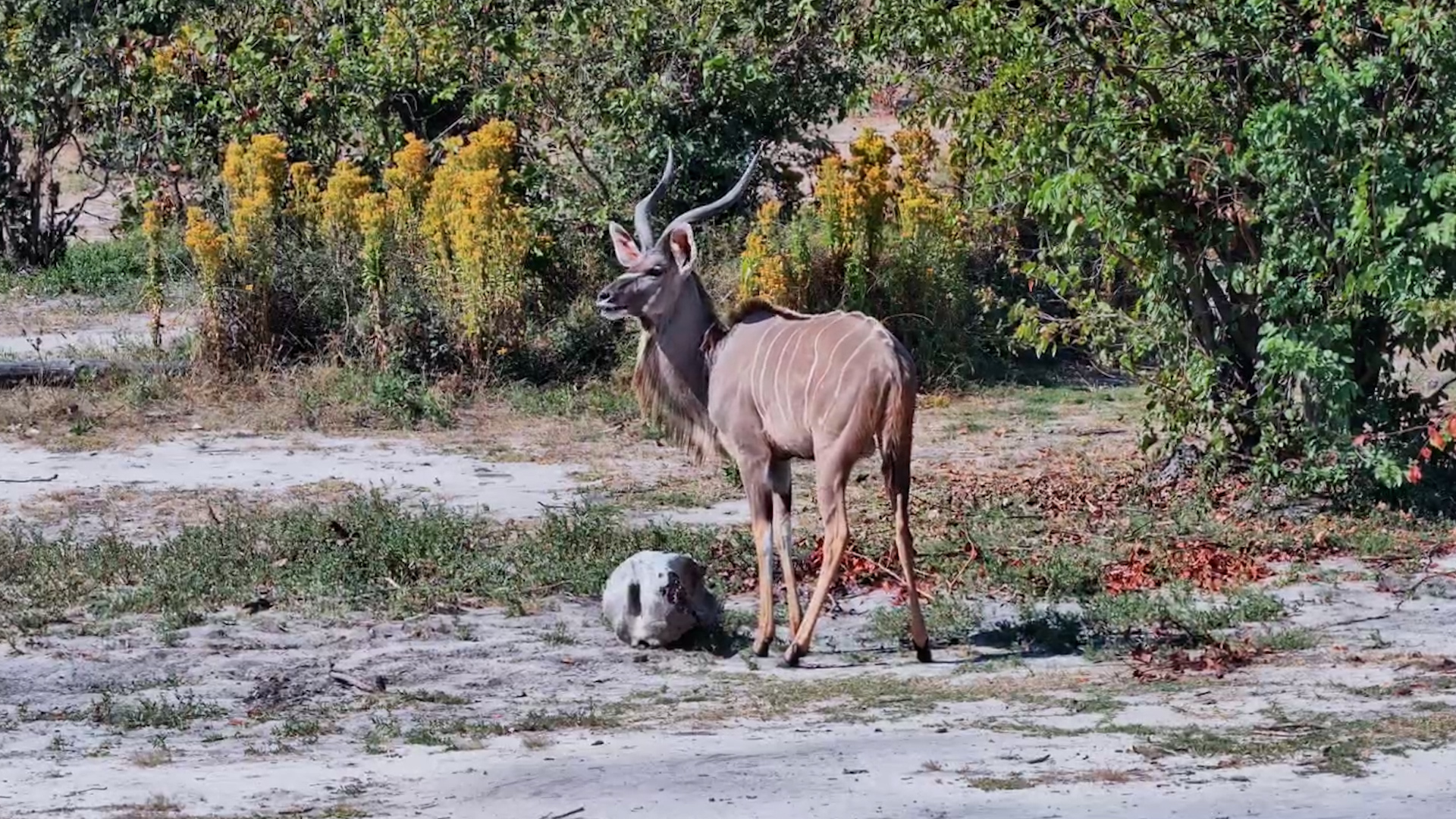 Kudu Found an Old Elephant Skull