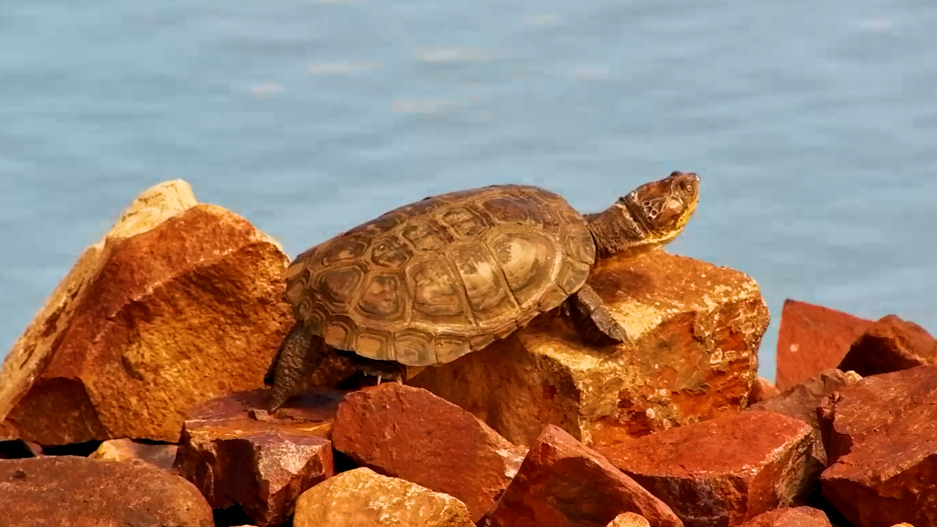 A Terrapin Basks in Peace