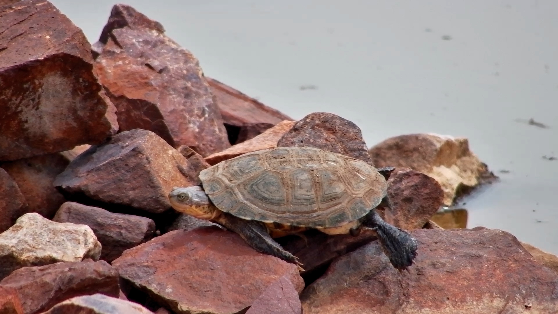 Is This Terrapin Stuck?