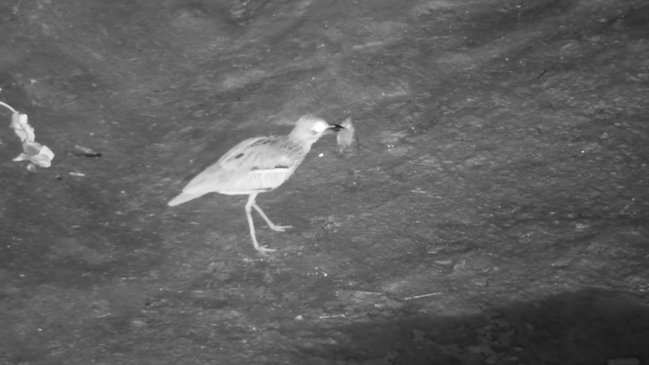 Not What We Expected This Bird to Eat