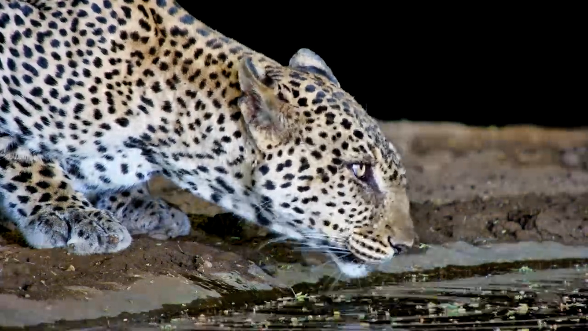 Leopard Stops for a Long Drink at Lentorre