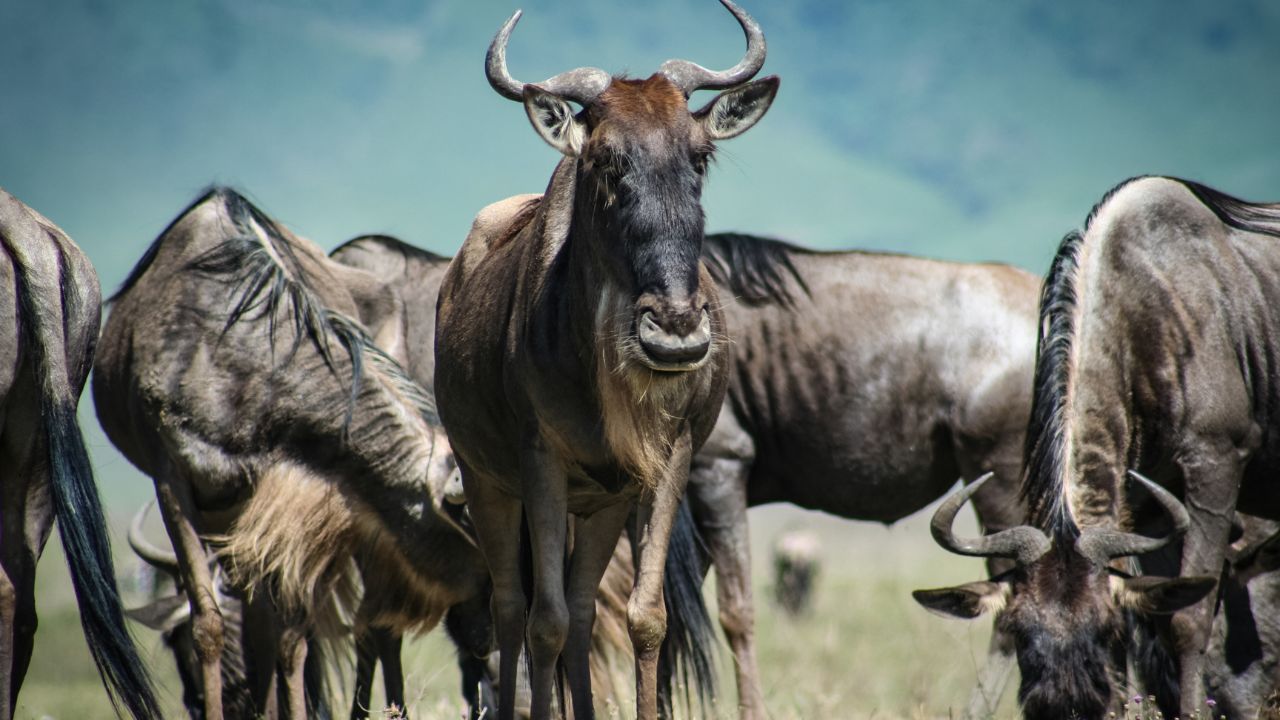 The Mara River LIVE: Front Row to the Great Migration