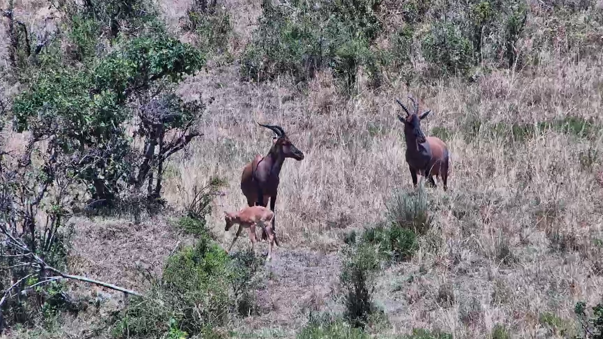Topi Herd Takes the Little One Out for Lunch