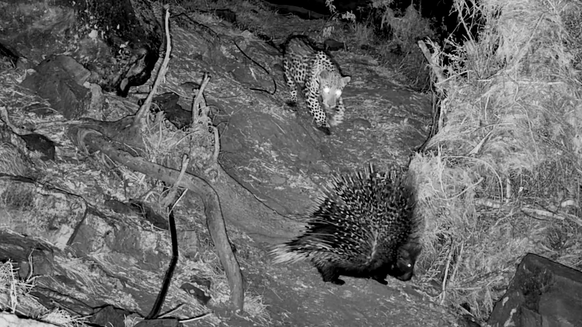 One Animal Even Leopards Think Twice About