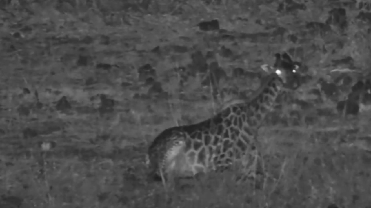 Giraffe Sits in the Dark at Finch Hattons