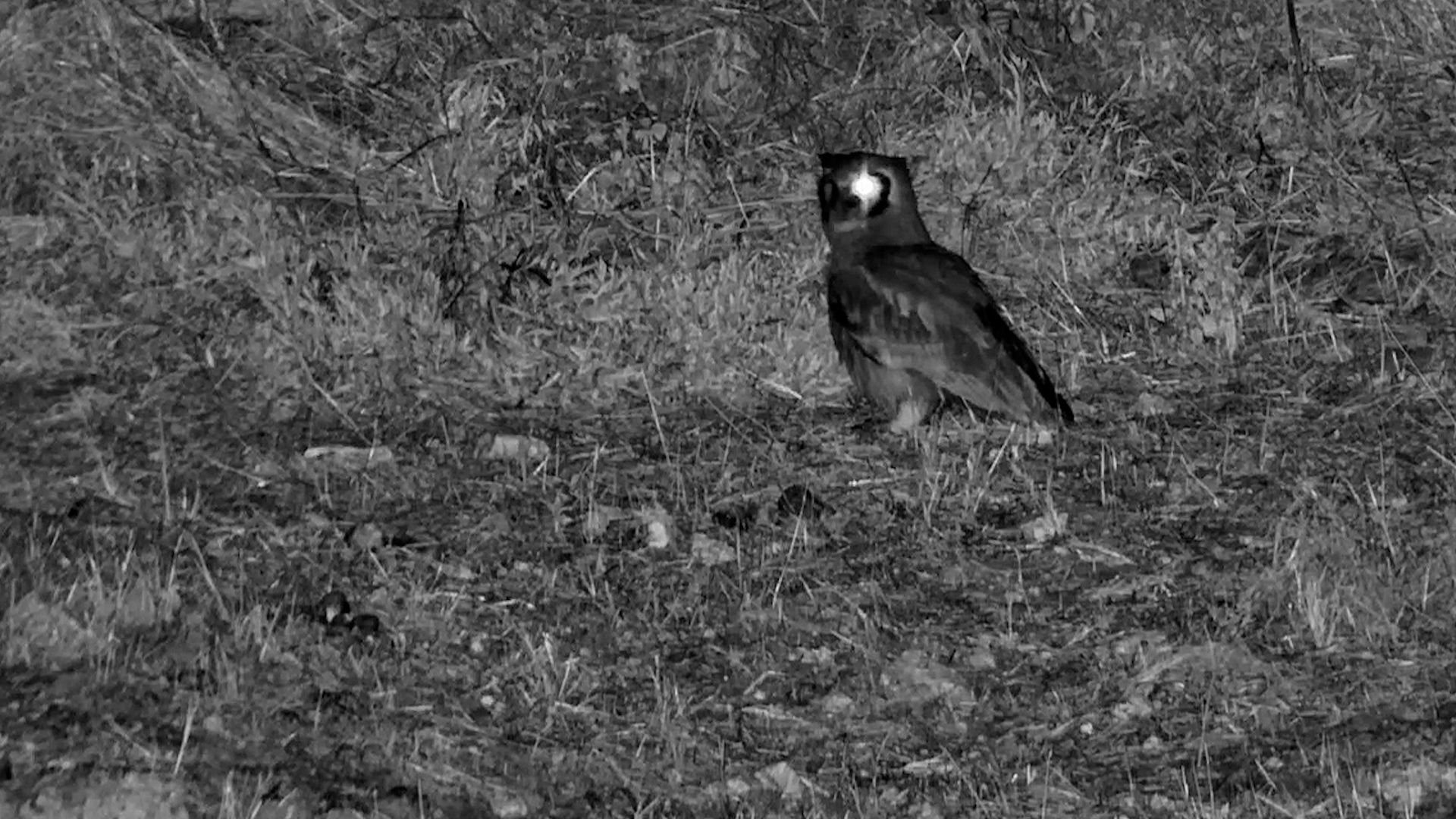 Owl Saw Something in the Dark