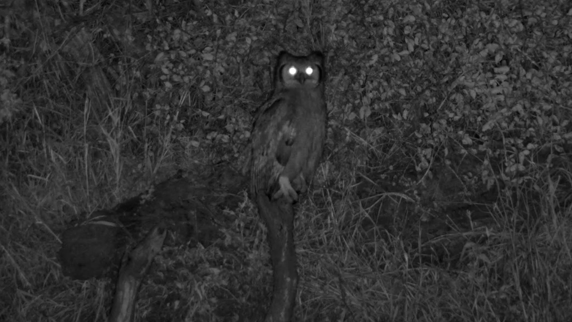 Eagle-Owl Takes the Night Shift