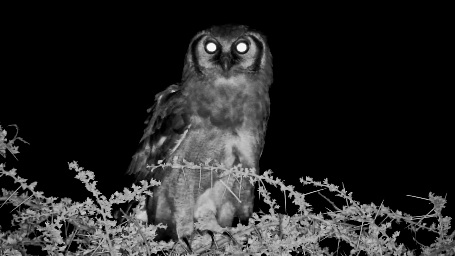 A Windy Night for the Eagle Owl