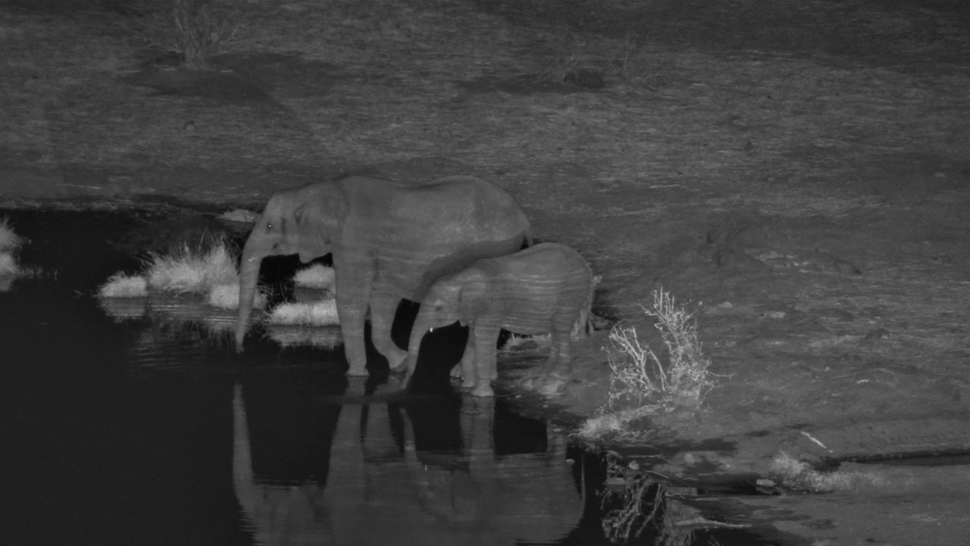 Elephants Drink While Hyena Lurks