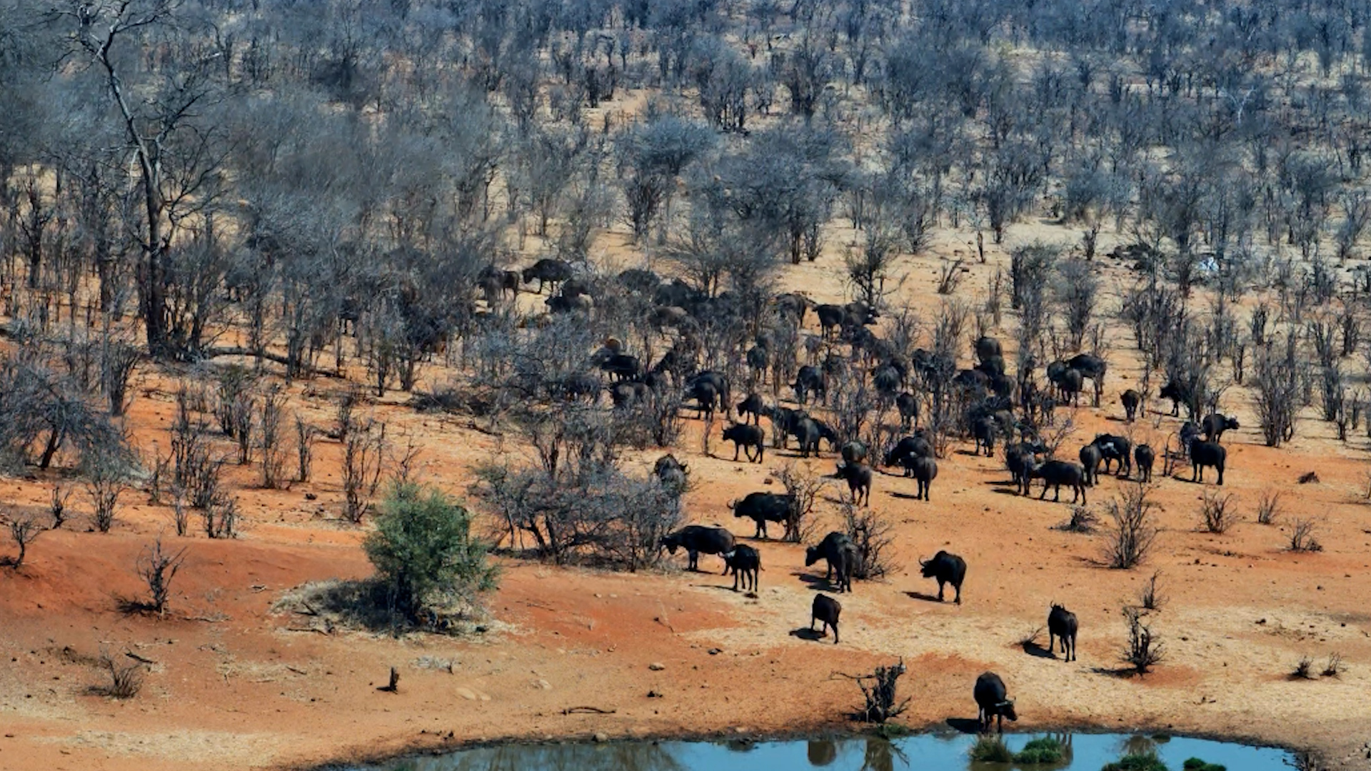 Aerial View of Buffalo Herd at Victoria Falls Safari Lodge