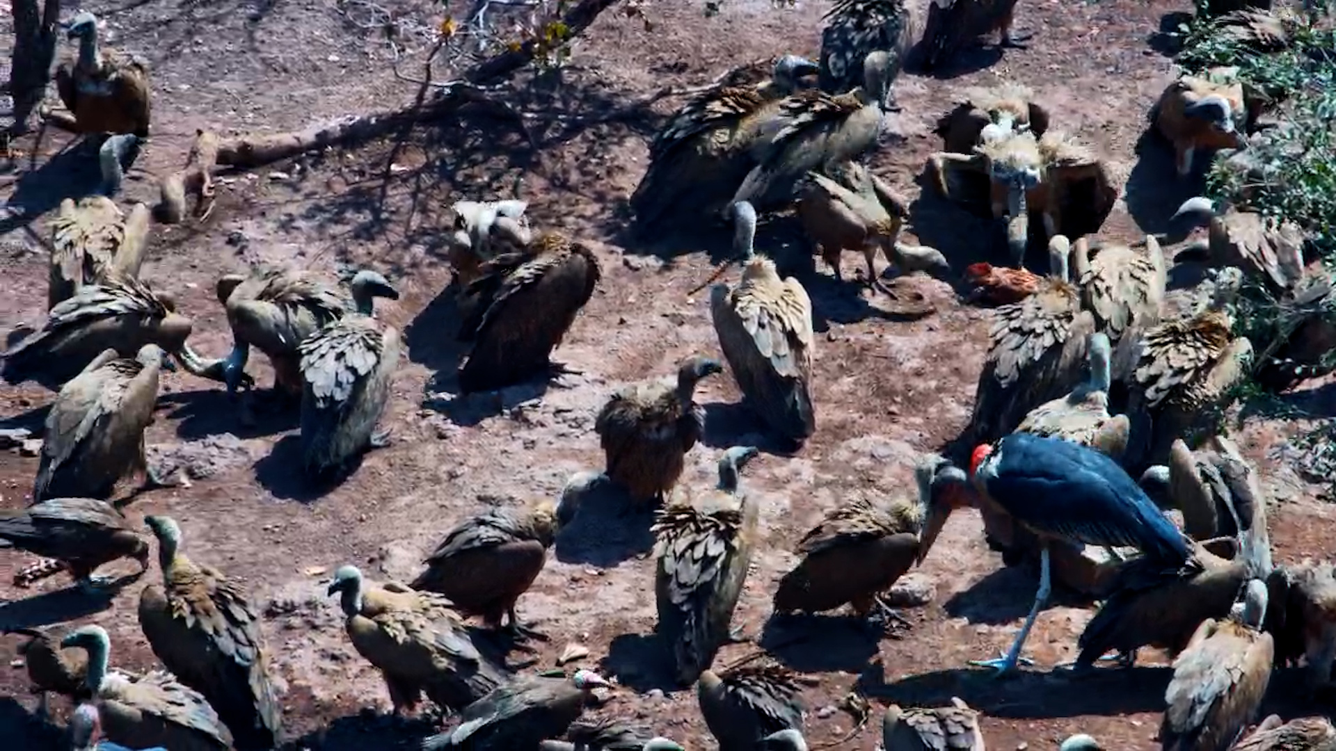 Vulture Feeding Frenzy at Vic Falls!