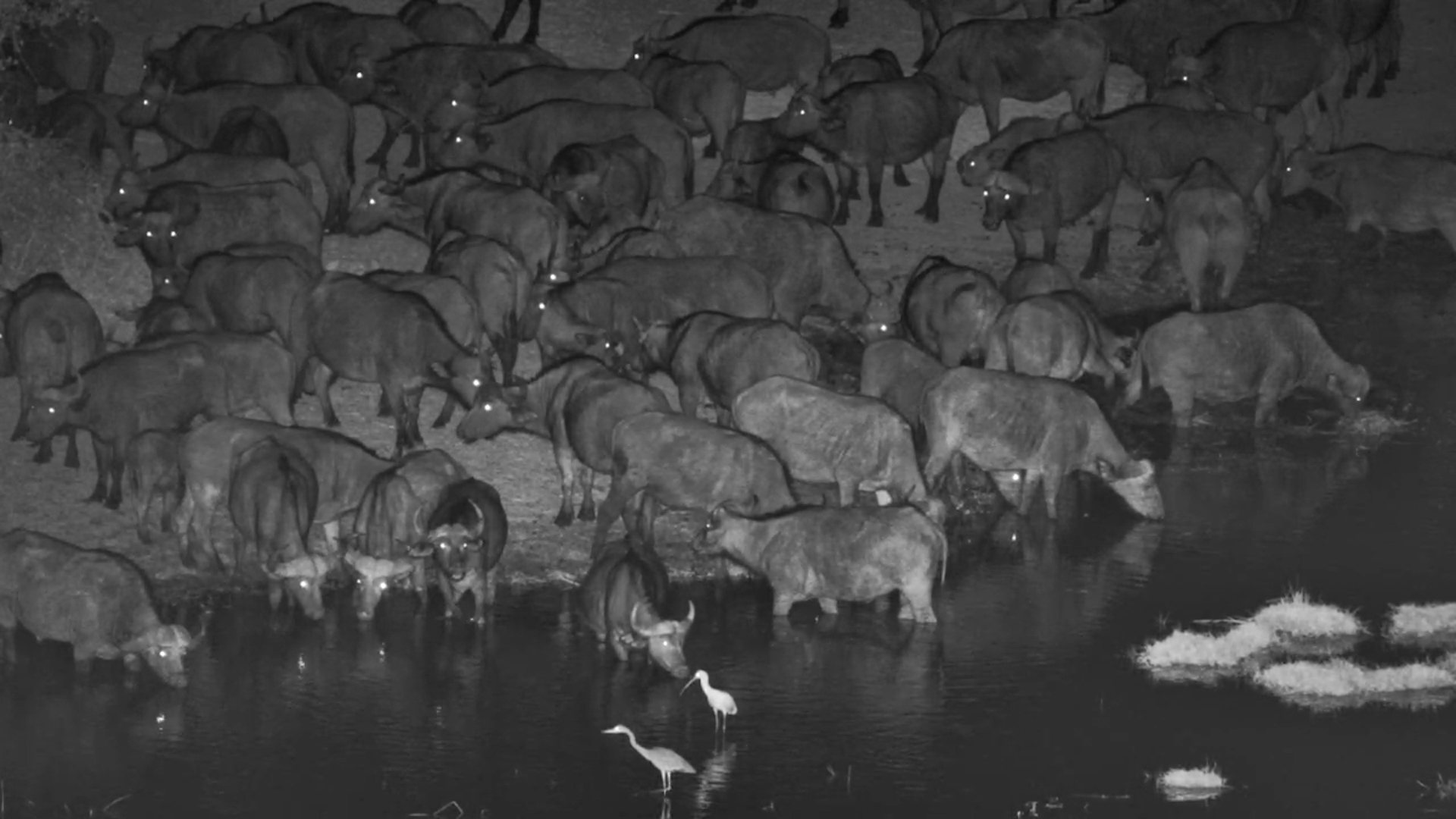 Nightfall Gathering: Buffalo Herd Drinks at Vic Falls Safari Lodge