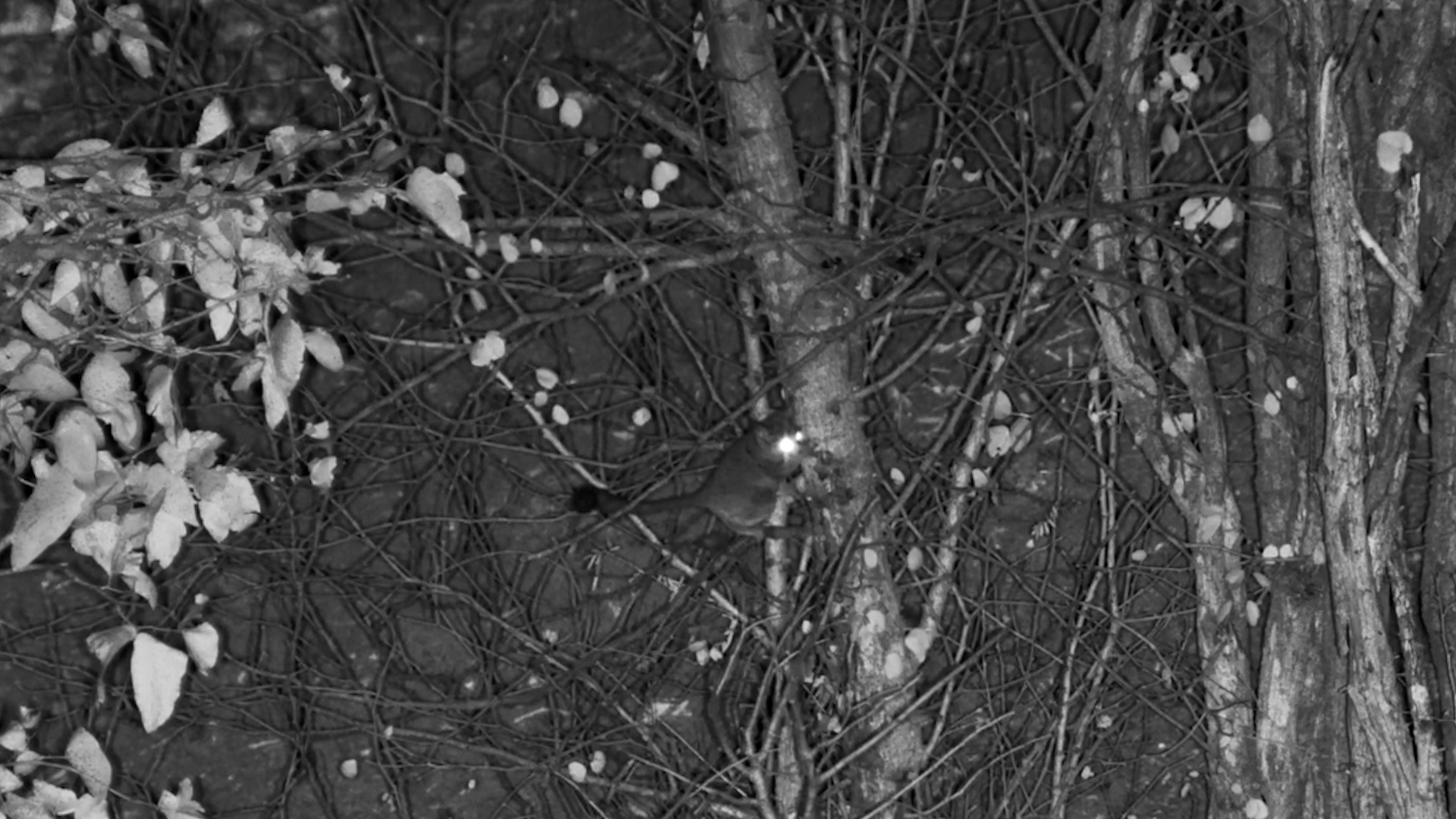 Can You Keep Up with This Lesser Bushbaby?