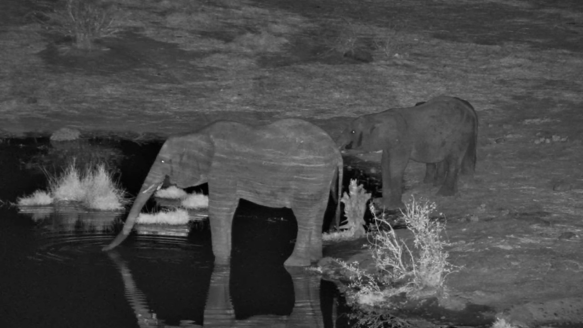 Little Elephant Family Drinks at Vic Falls Safari Lodge