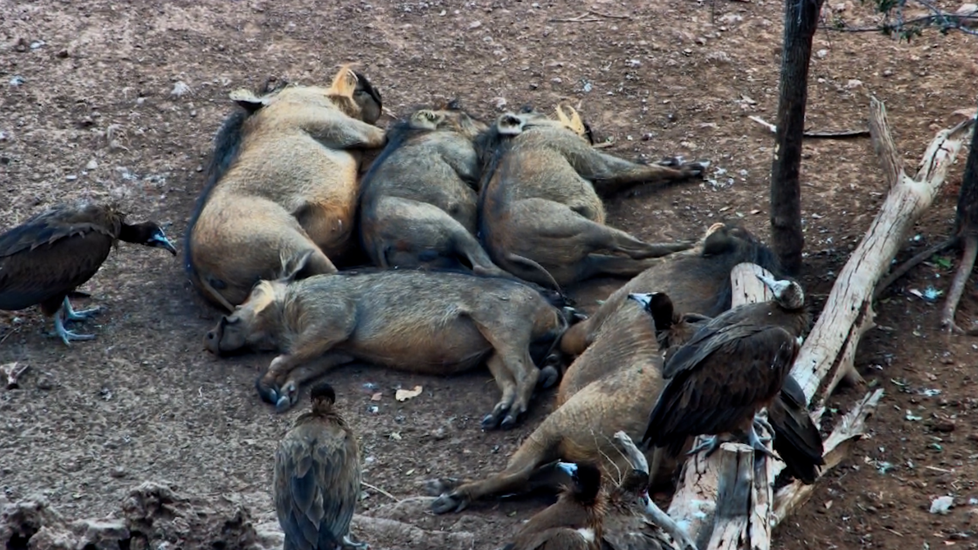 Curious Vultures Mistake Sleeping Warthogs for Dinner