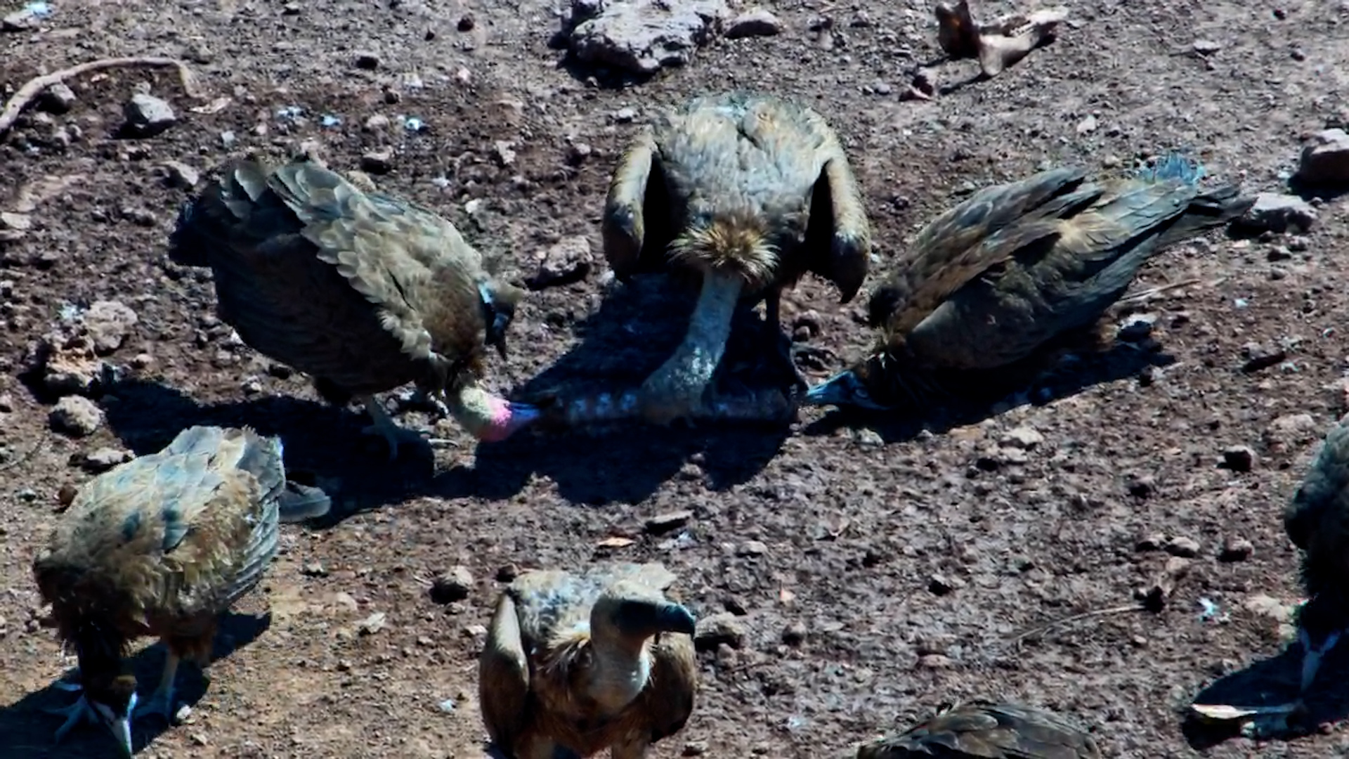 Hooded Vultures Pick at Bones