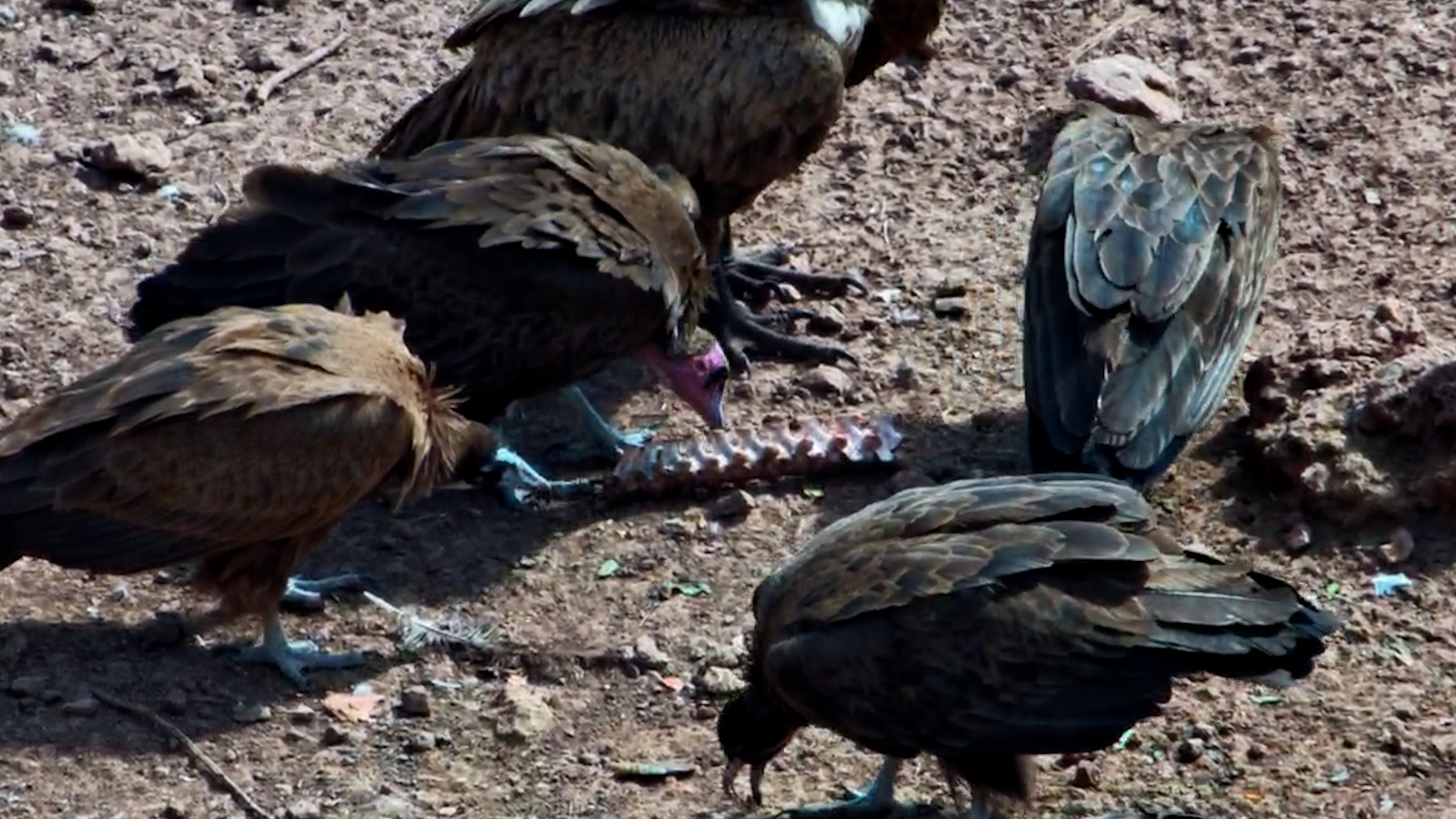 Vultures Feast… Until a Marabou Stork Steals the Show!