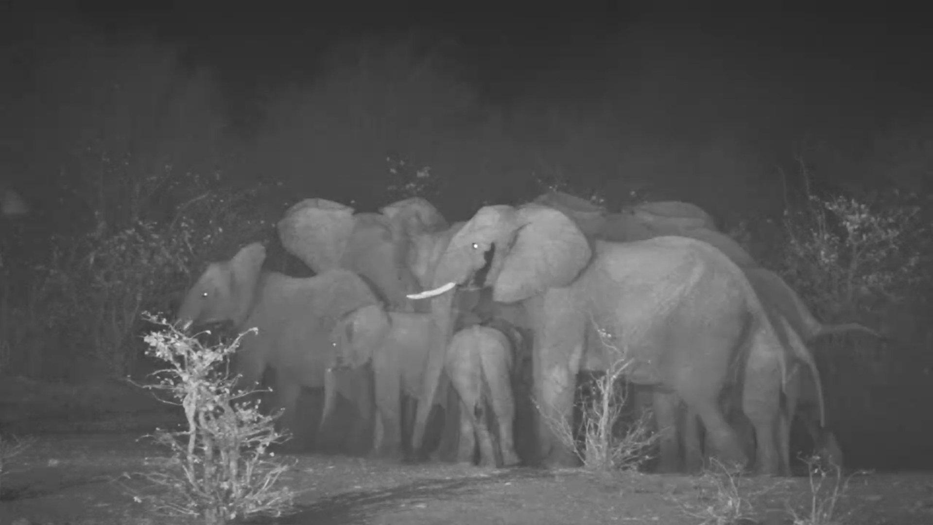 Baby Elephant Runs to Herd