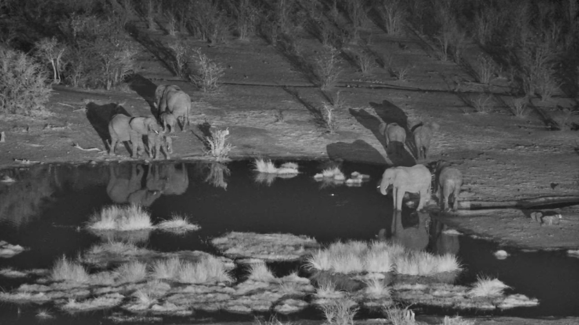 Elephant Herd Drinks at Night
