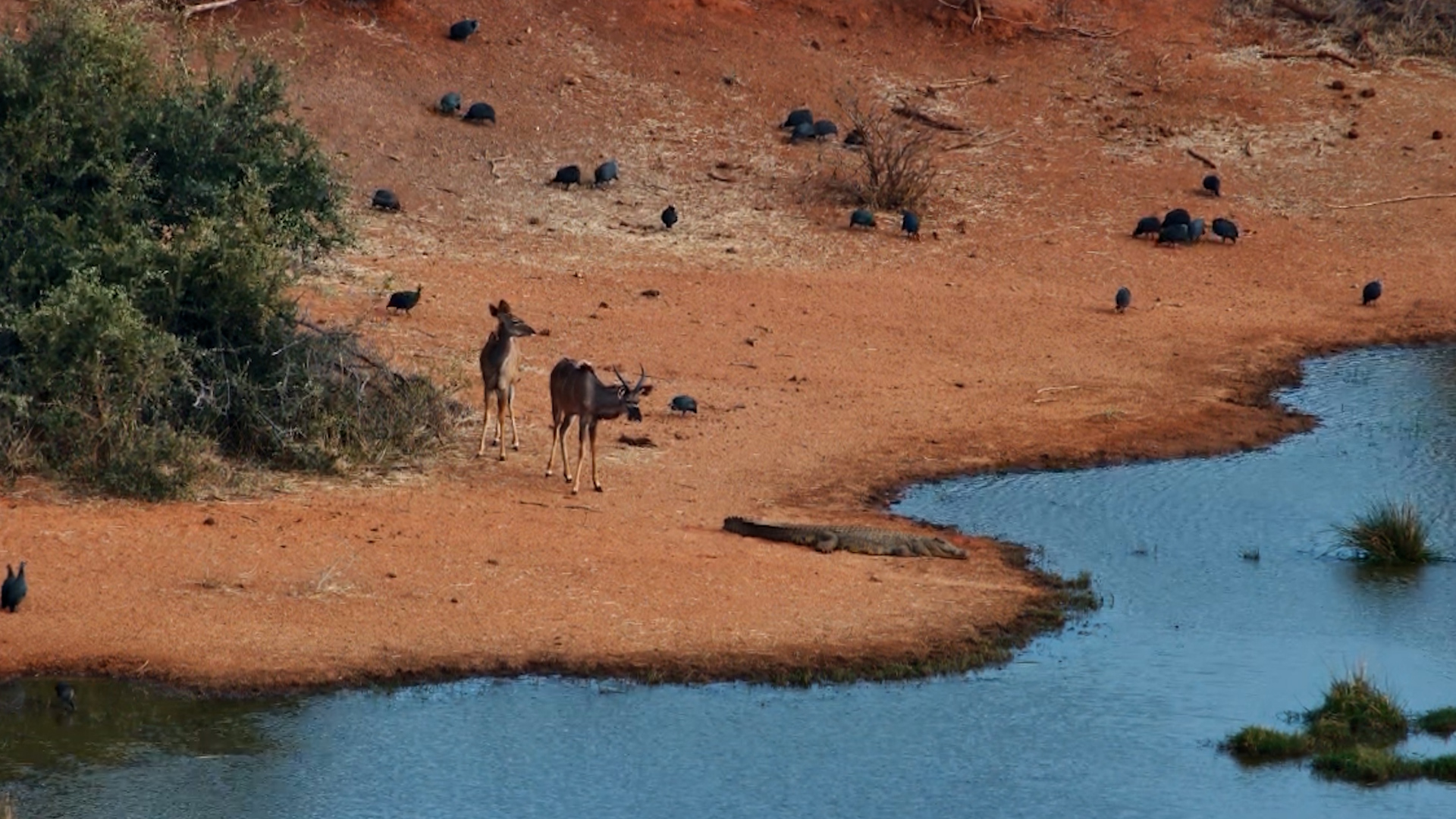 Curious Kudus: Young Antelope Inspect Sunbathing Crocodile