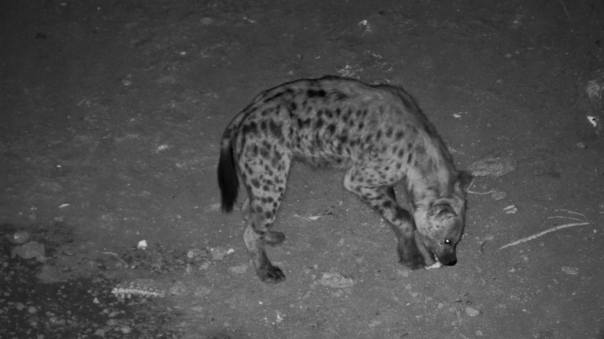 Spotted Hyenas Scavenge at the Vulture Culture Restaurant