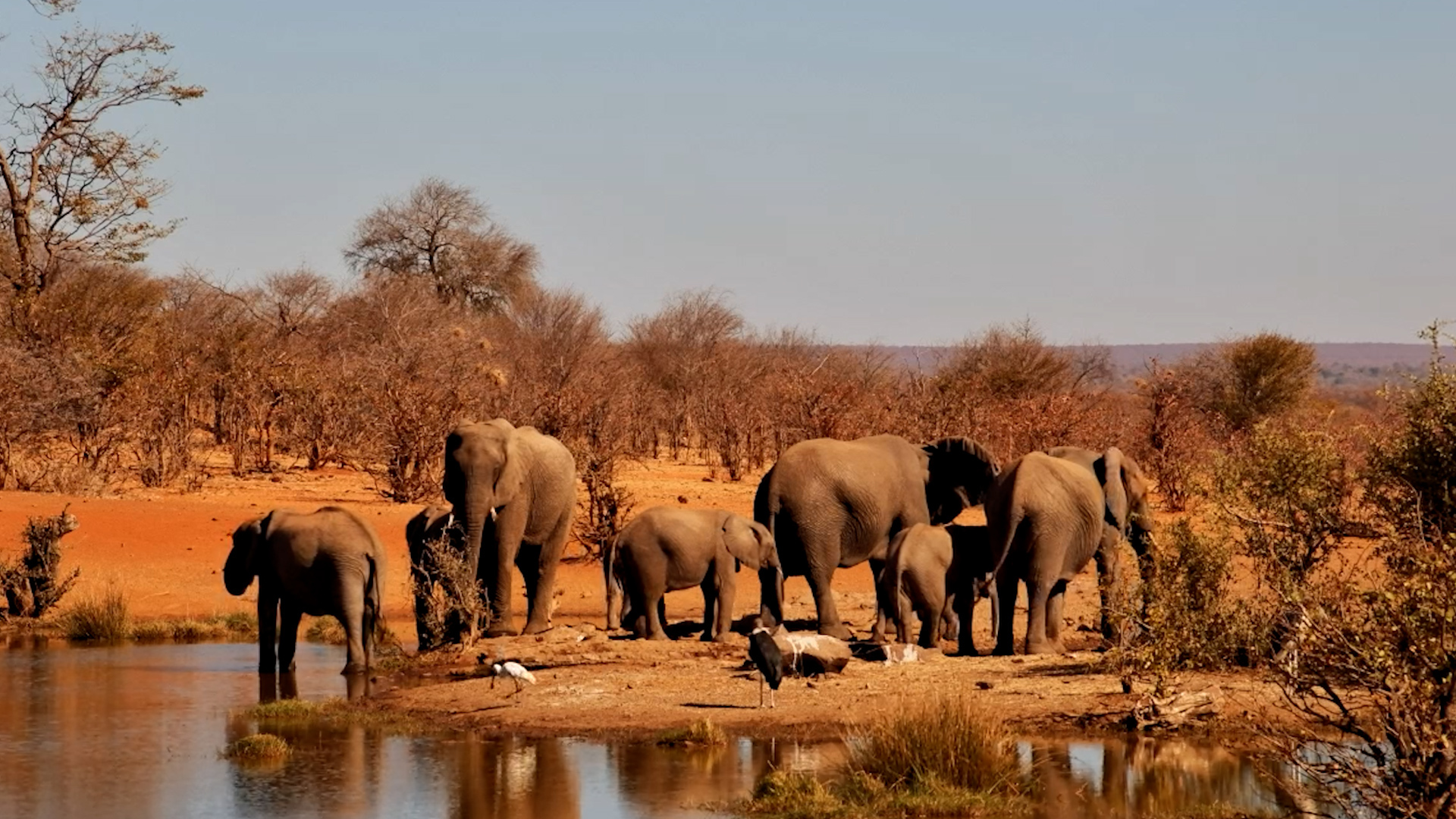 Mesmerizing Timelapse: Elephants Drinking at Vic Falls Safari Lodge