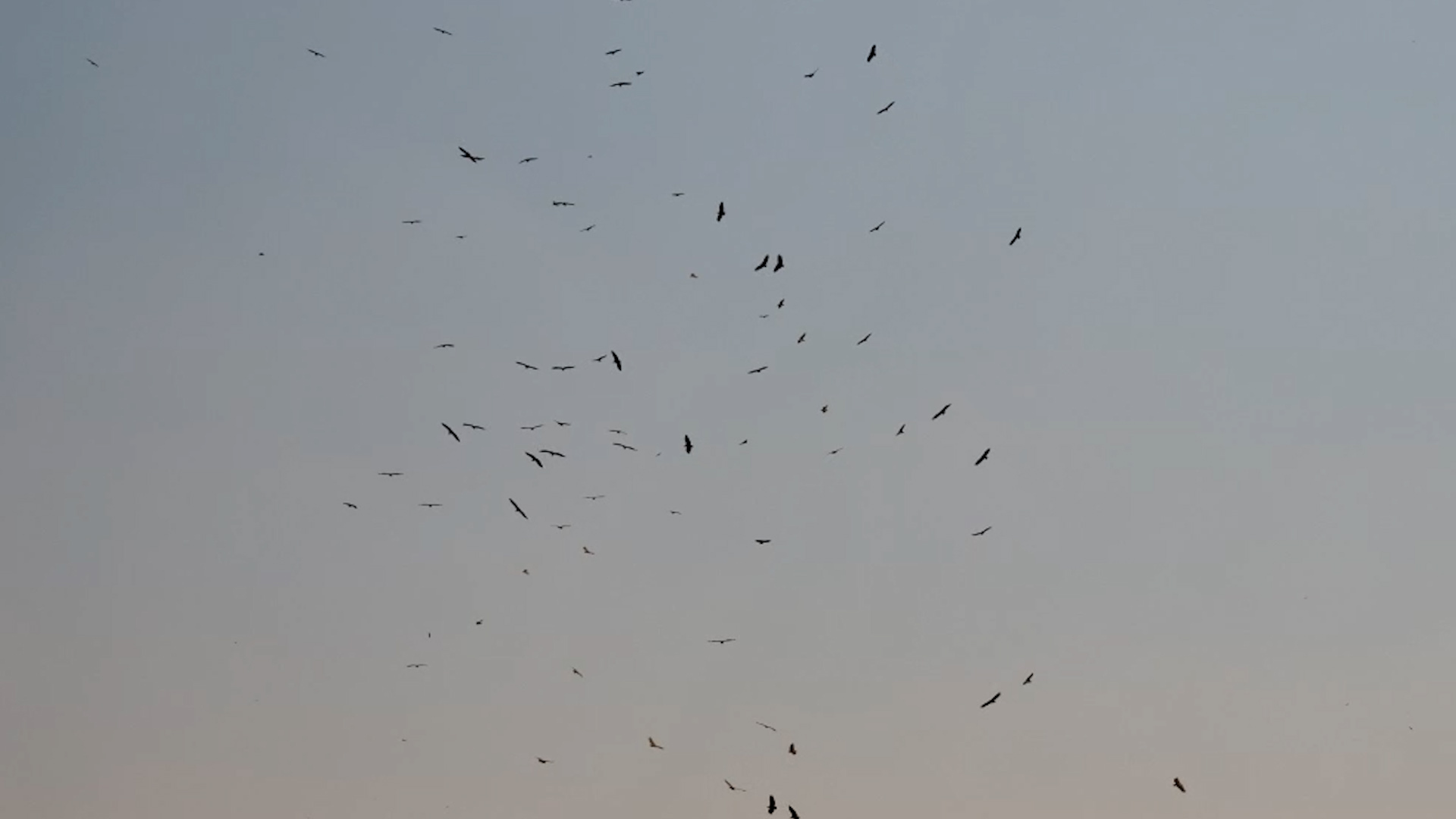 Vultures Soar High on Thermals