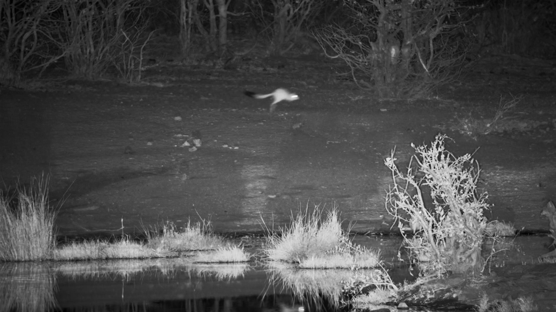 Springhare’s Night Hop to the Waterhole