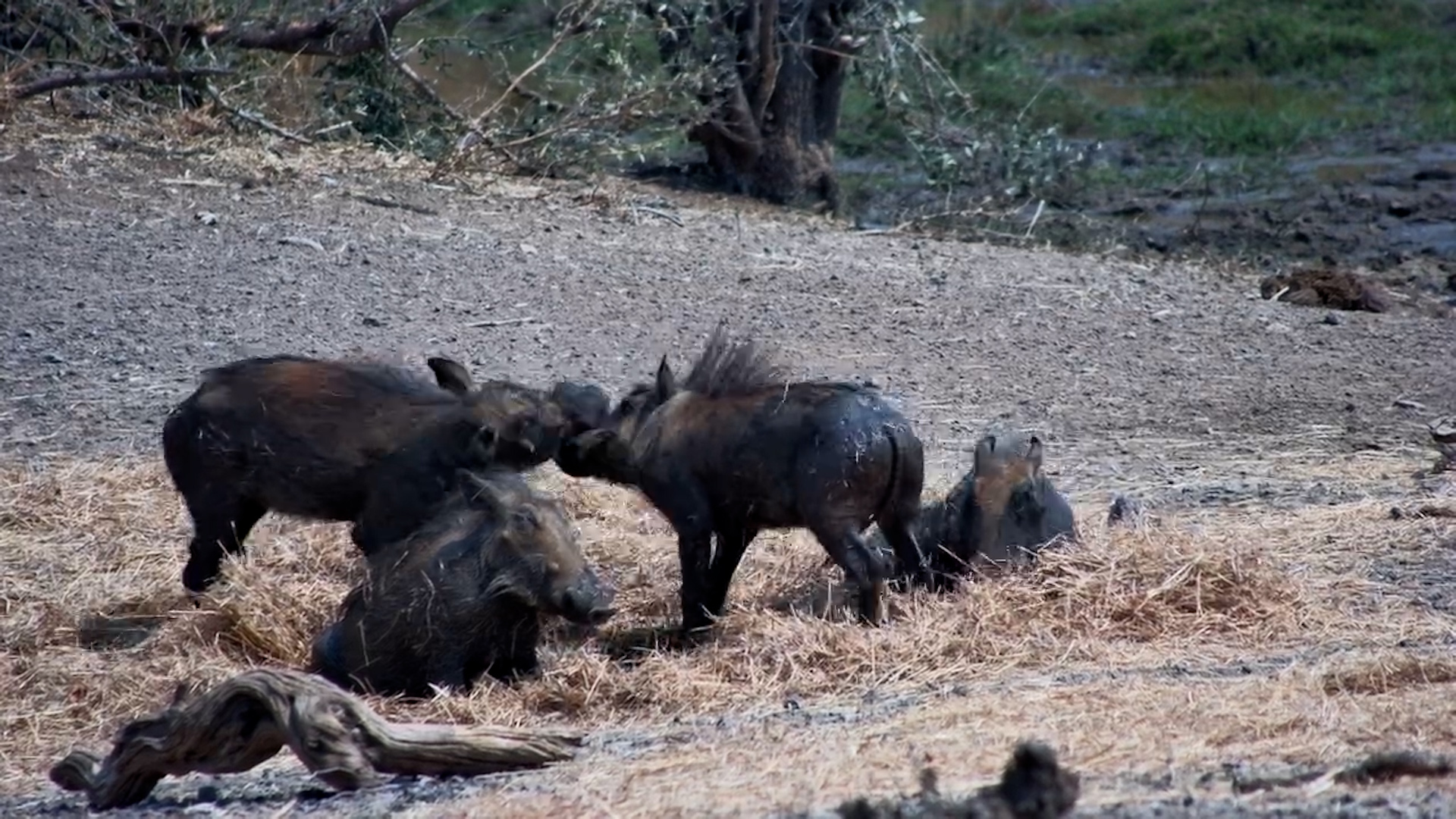 Hay Day Fun! Warthogs Play at Vic Falls Safari Lodge