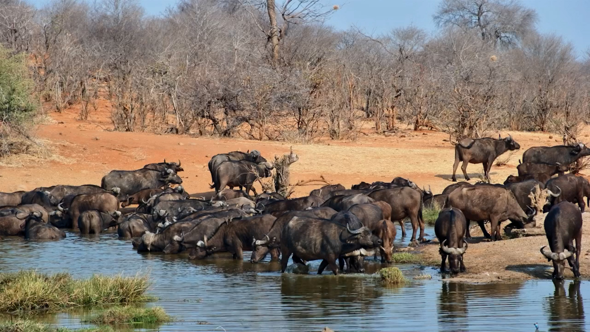Thirsty Herd! Buffalo Gather for a Drink at Vic Falls Safari Lodge