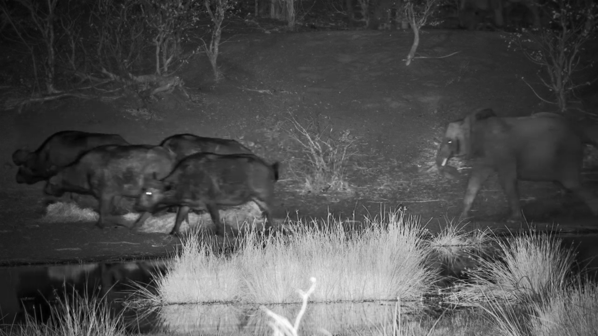 Buffalo Show Up, But Elephants Say “Not So Fast!”
