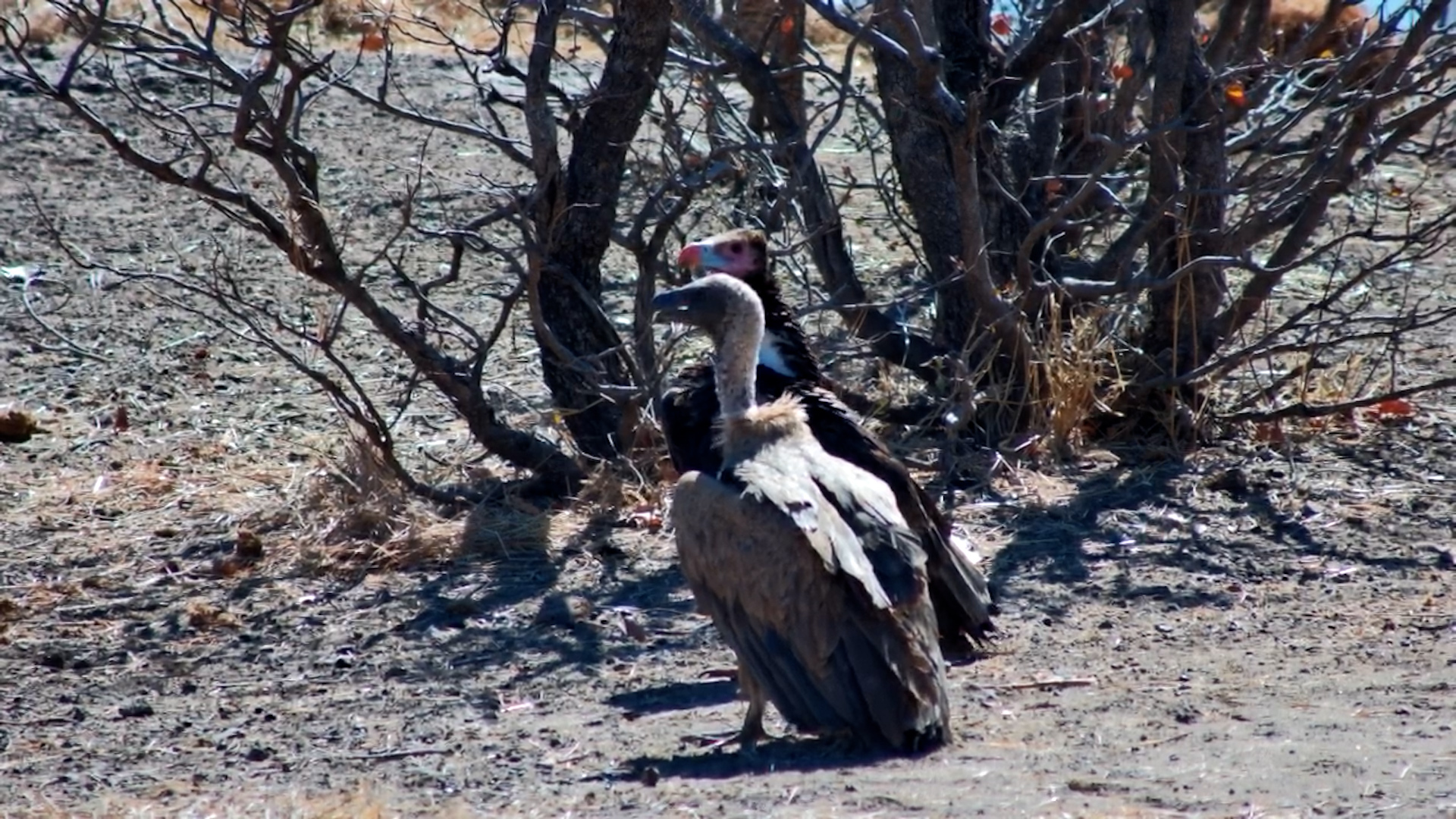 Lappet-Faced and White-Backed Side by Side at Vic Falls