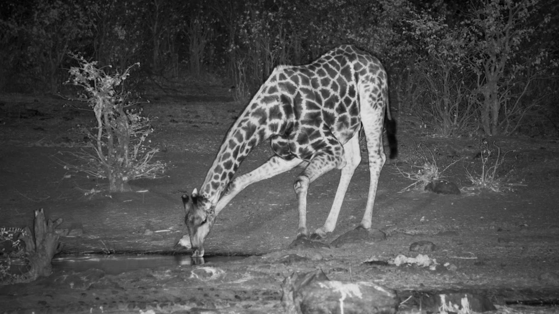 Giraffe Grabs a Late-Night Drink at Vic Falls Safari Lodge