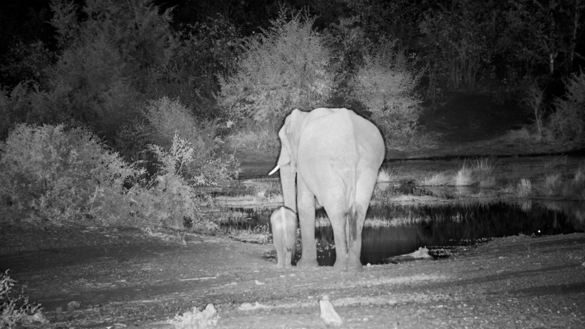 Tiny Elephant Calf Shadows Mum Through the Night