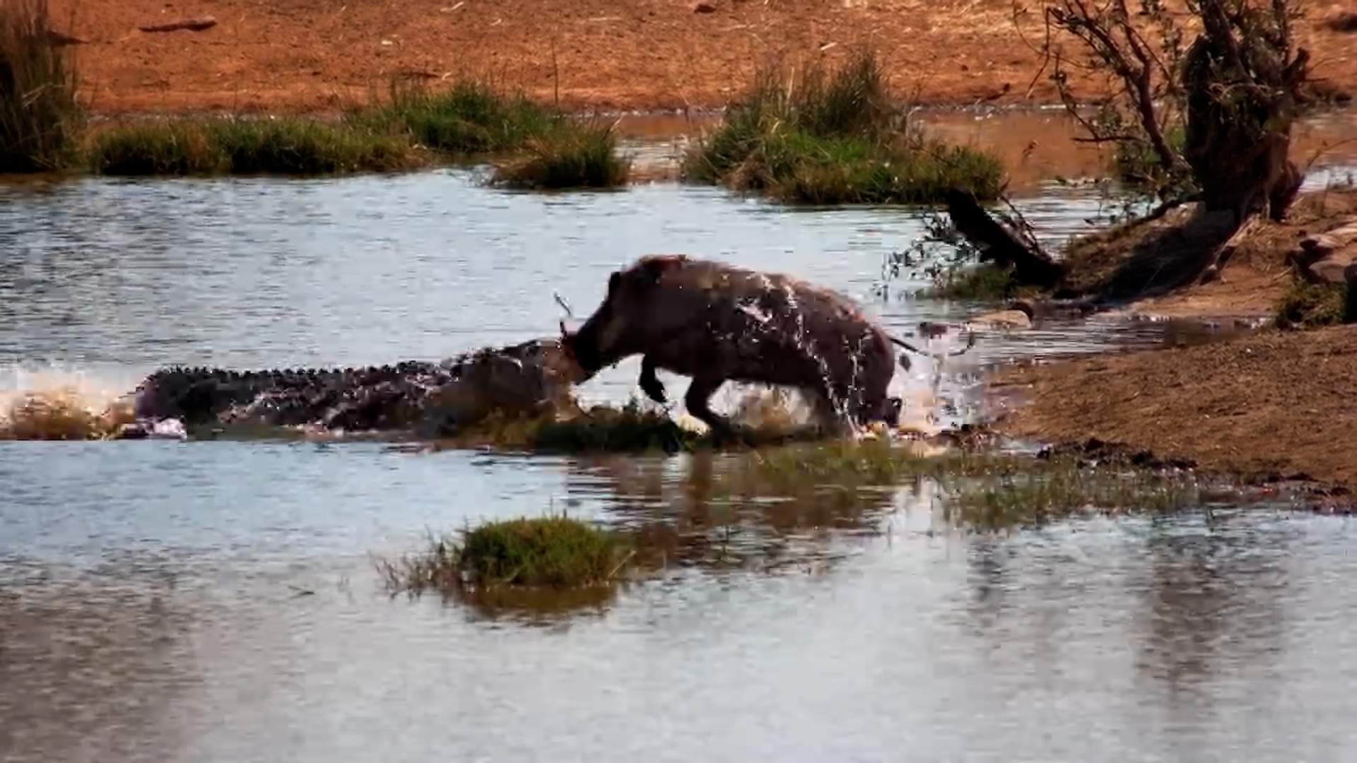 This Warthog’s Day Almost Ended Here…