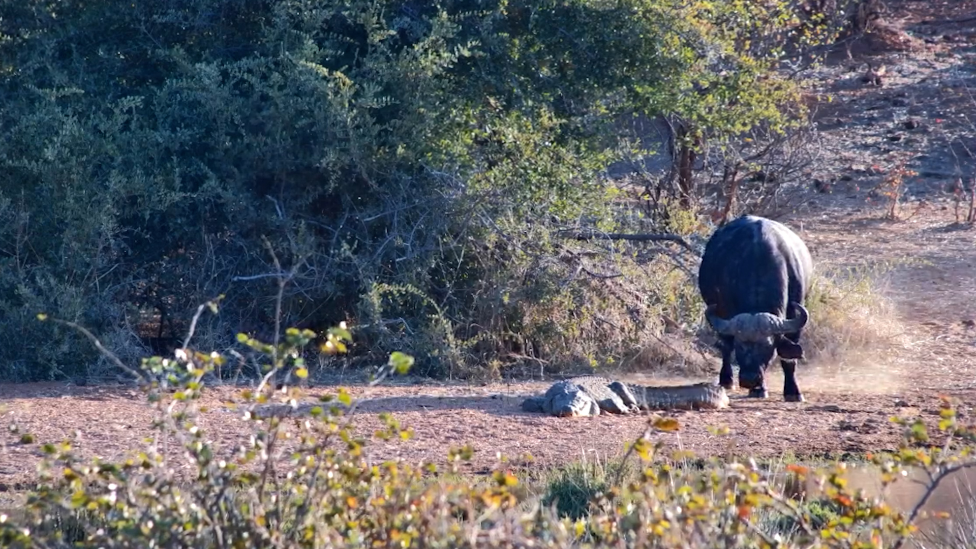 Buffalo vs. Crocodile: Curious Encounter at the Water’s Edge
