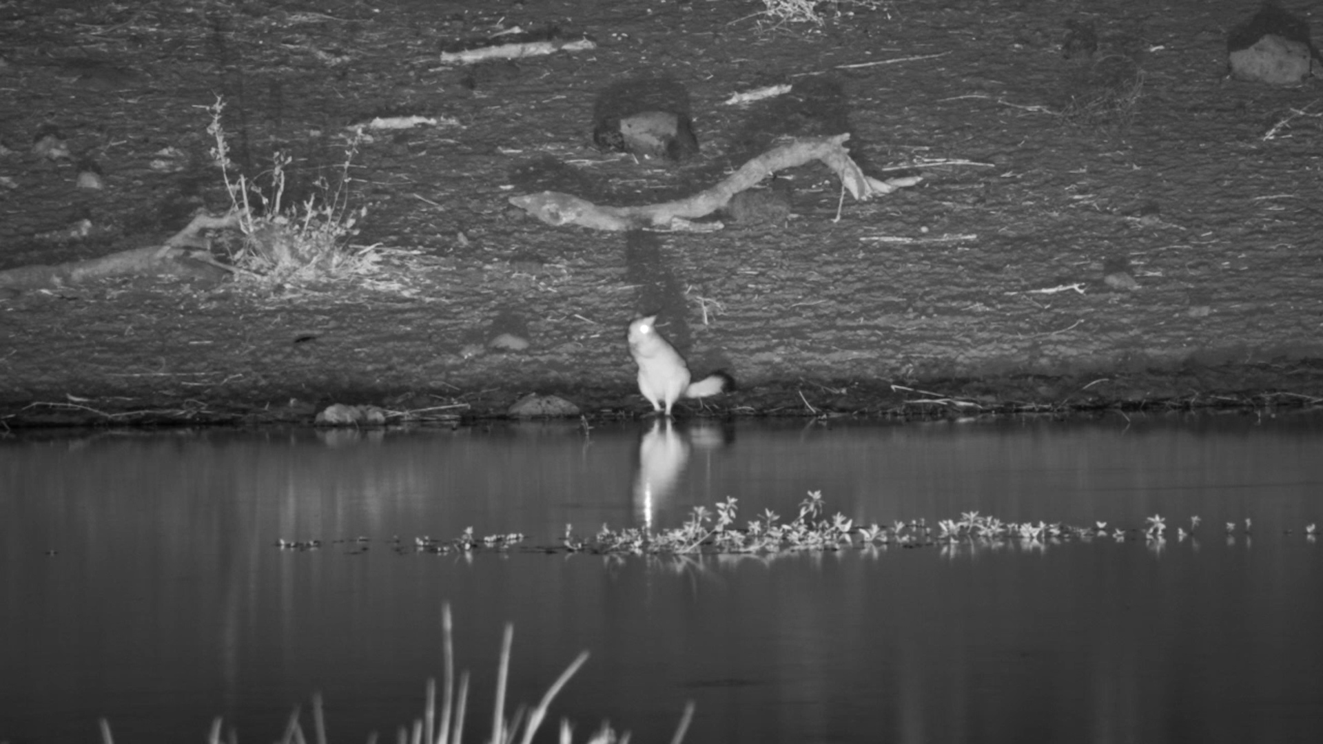 Springhare Feeding by the Water’s Edge